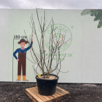 Figovník jedlý (Ficus carica) ´LITTLE MISS FIGGY®´ - výška 220-230 cm, kont. C150L, BOHATO RODIACI EXEMPLÁR (-15°C)